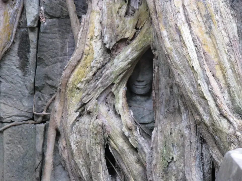 Una radice antica avvolge una grande radice di albero con una scultura incisa. Una radice antica avvolge una grande radice di albero con una scultura incisa.