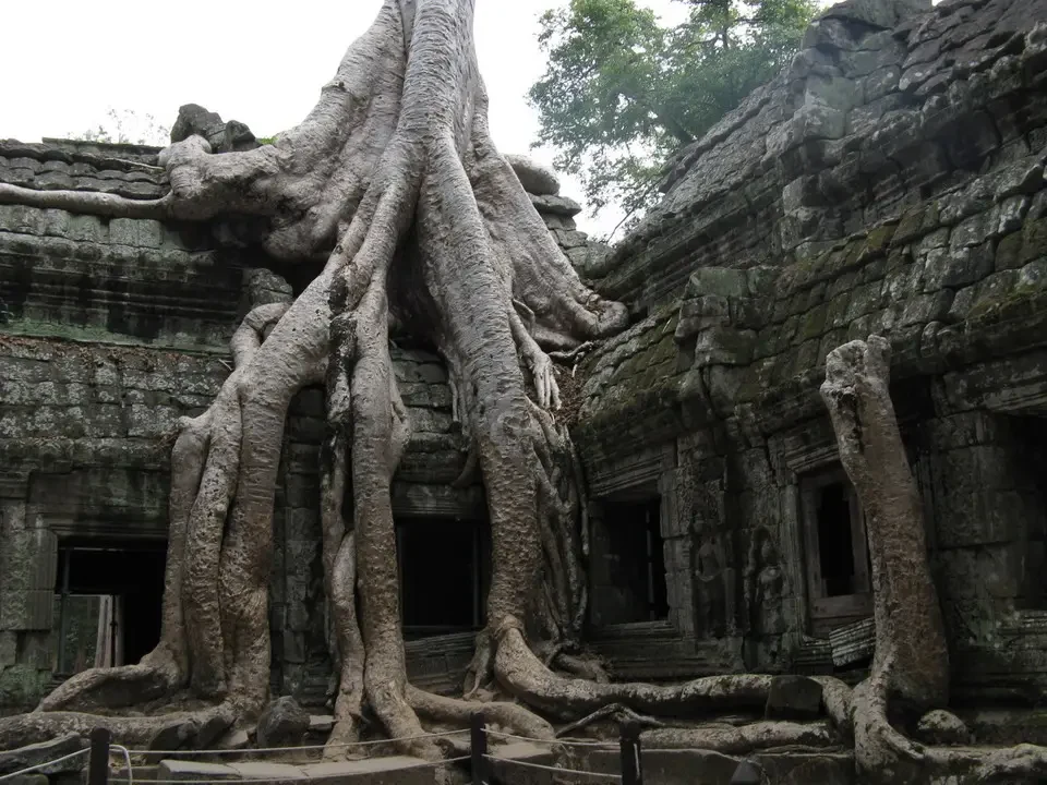 Radici di alberi avvolgono le mura antiche di un tempio in pietra.