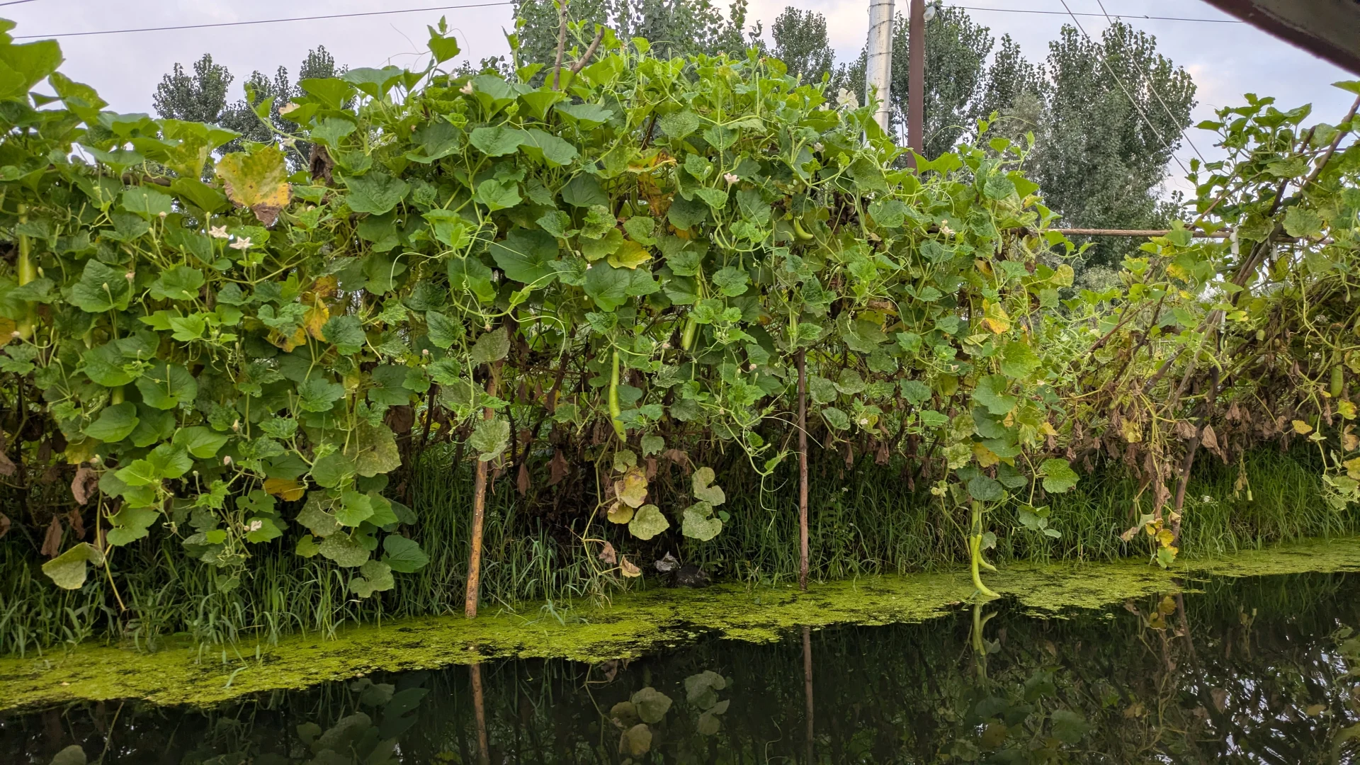 0335.26.08.03.Srinagar - Dal lake
