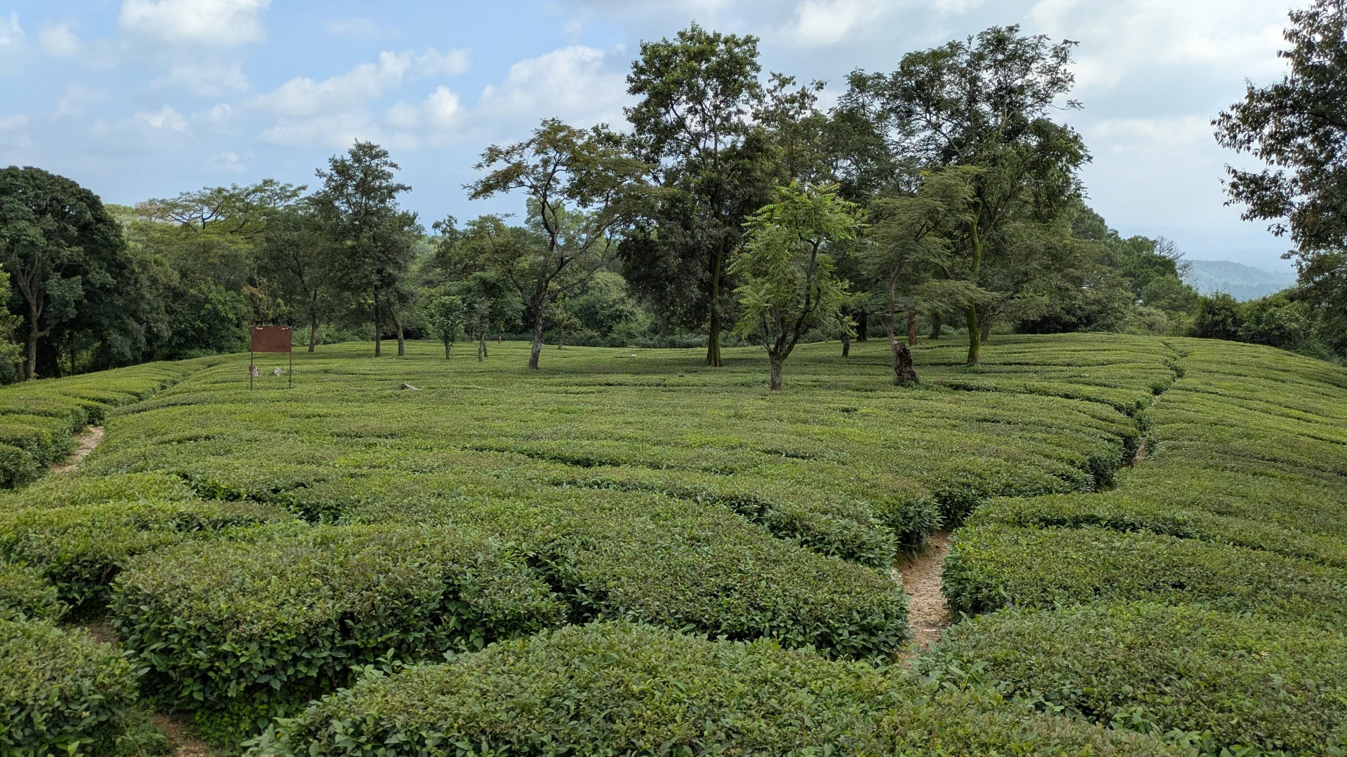 1758.26.08.12.Dharamsala - tea plantation 1758.26.08.12.Dharamsala - tea plantation