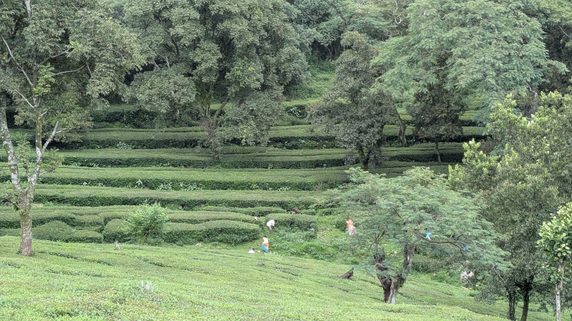 1760.26.08.12.Dharamsala - tea plantation