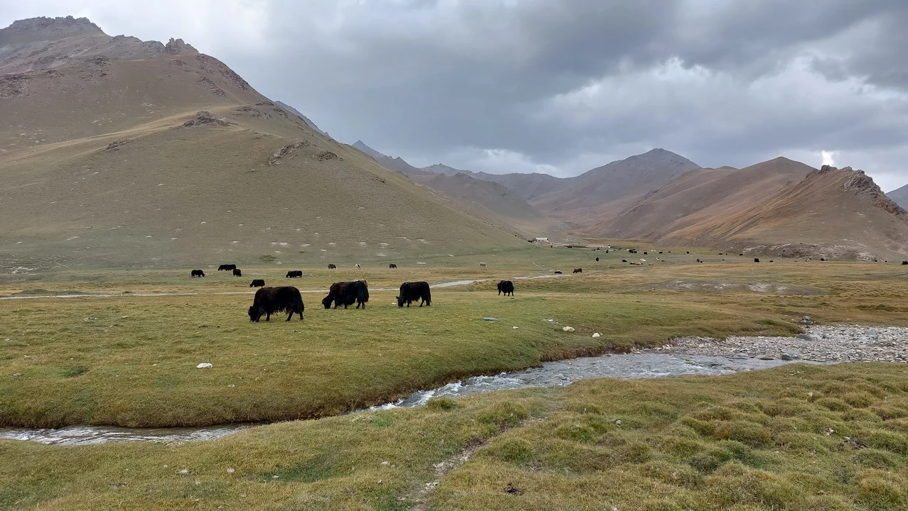 Paesaggio montano e prativo in Asia Centrale con bestiame al pascolo sotto un cielo nuvoloso.