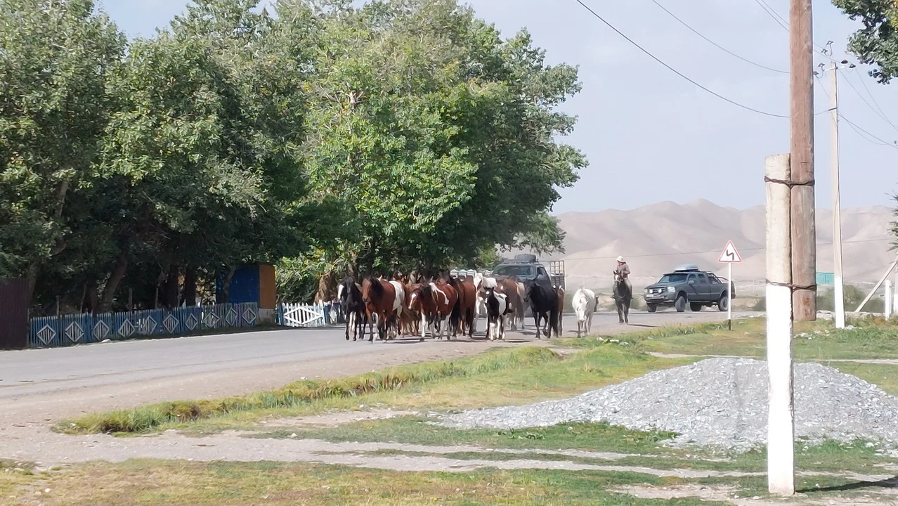 Cavalli attraversano una strada rurale in una regione montuosa dell'Asia Centrale.