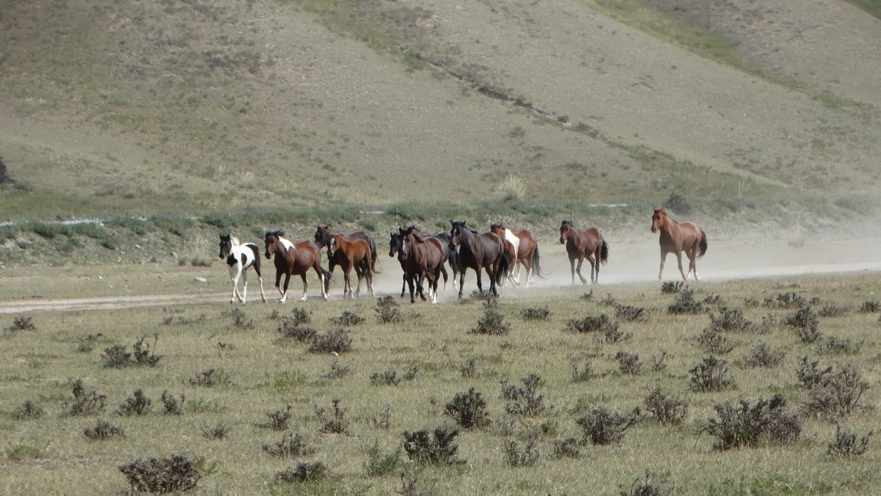 Cavalli attraversano un paesaggio collinare in Asia Centrale.