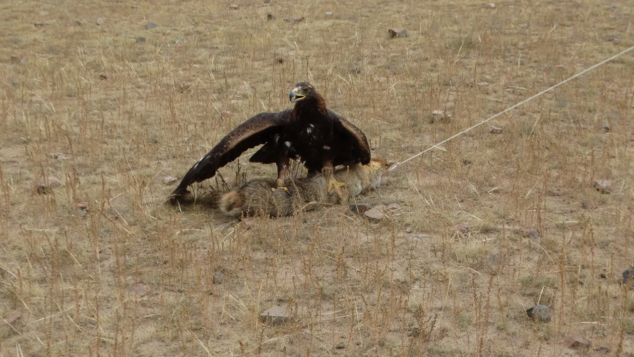 Un'aquila in volo si posa su un terreno secco e erboso. Un'aquila in volo si posa su un terreno secco e erboso.