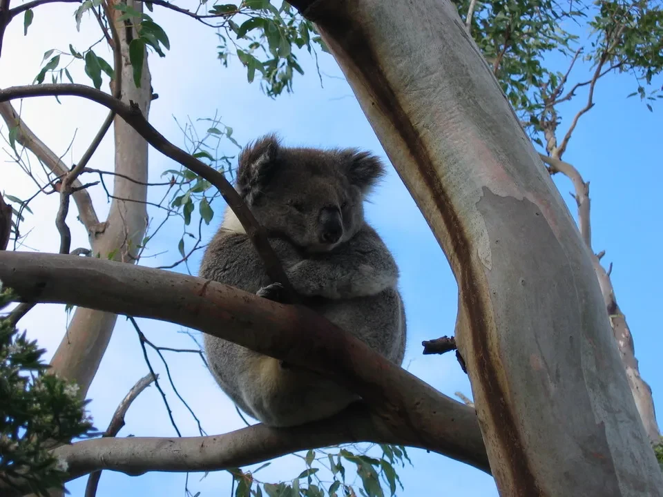 Un koala siede su un ramo di un albero sotto il cielo blu.