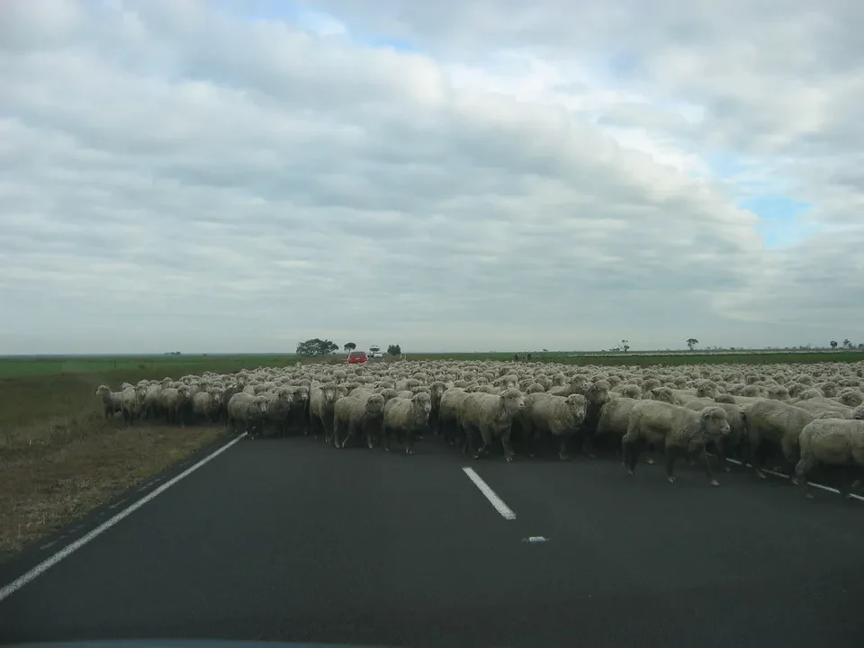Una mandria di pecore attraversa una strada asfaltata in un campo aperto.