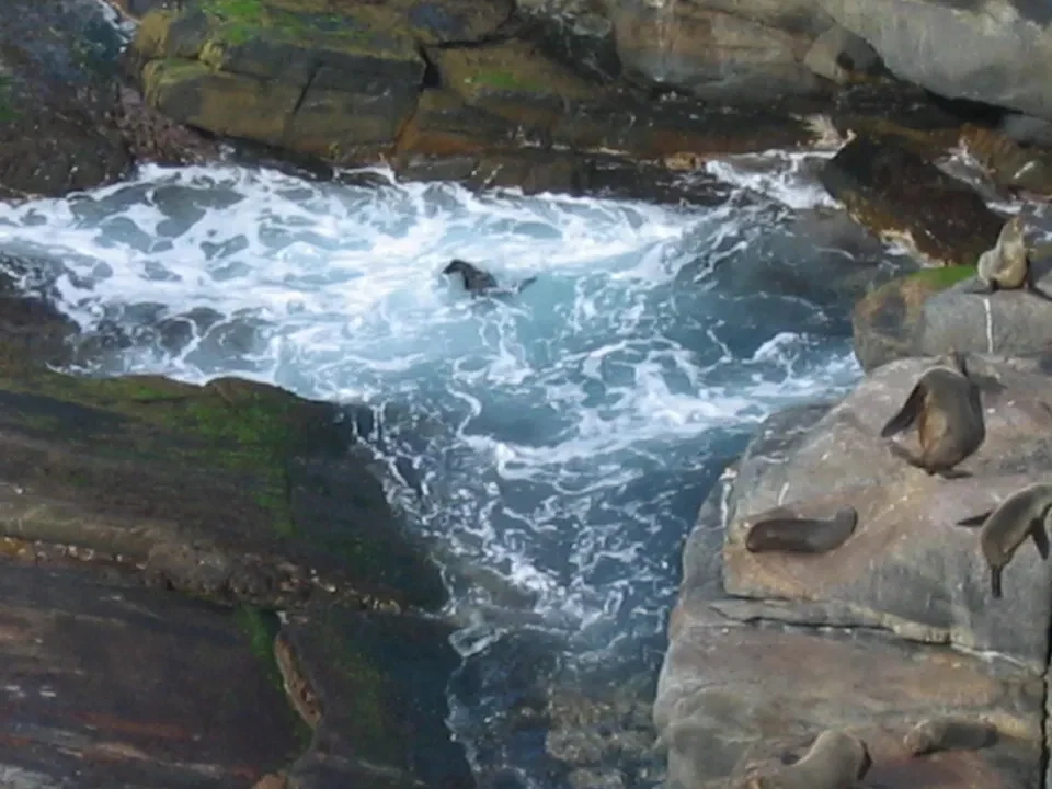 Onde mosse si infrangono contro le rocce costiere dove riposano foche.