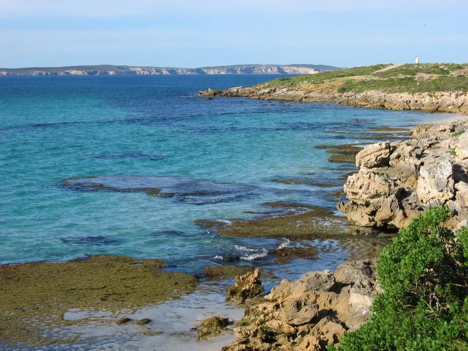 Canguro e uccelli marini galleggiano sull'acqua vicino alla costa australiana.
