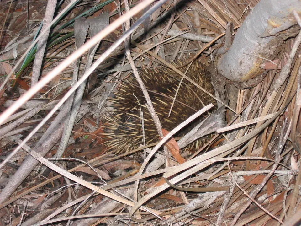 Un canguro, un iglus e un echidna sono visibili tra la vegetazione secca.