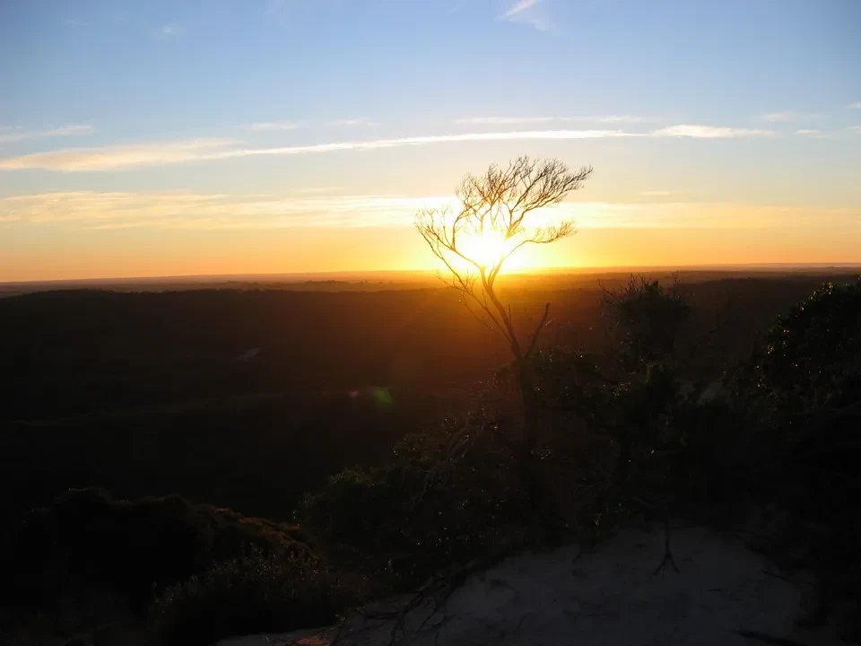 Silhouette di un canguro e alberi al tramonto nel paesaggio australiano.