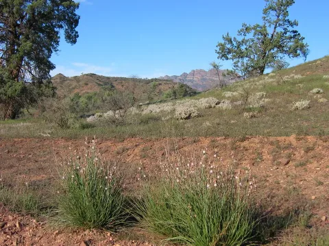 Flinder Ranges