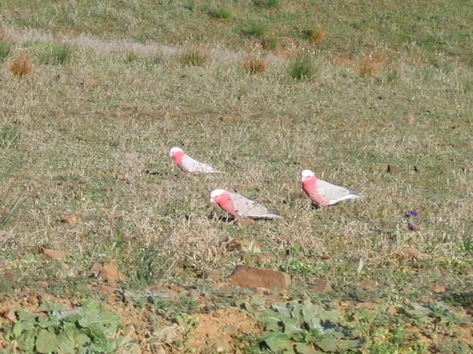 Uccelli riposano sull'erba secca in un paesaggio australiano.