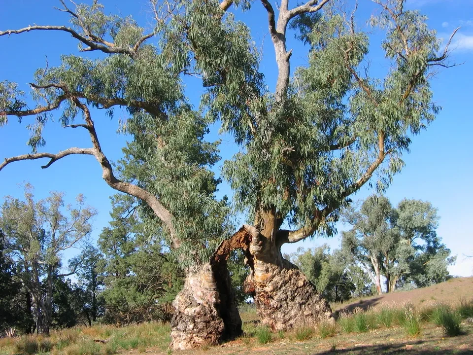 Albero di eucalipto diviso in due parti con tronco nodosi e fronde verdi sotto il cielo azzurro.