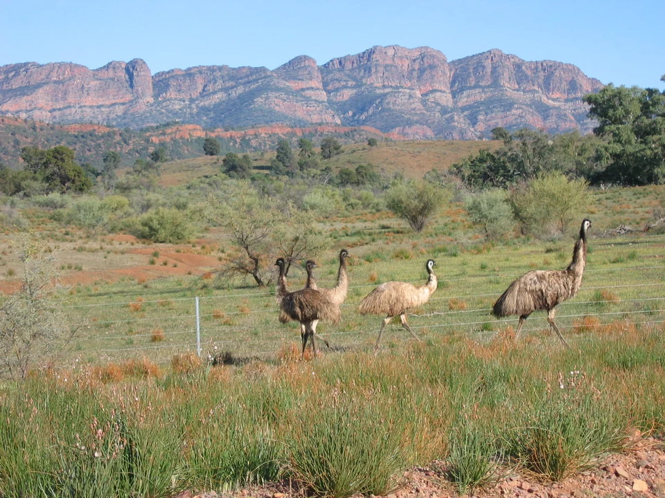 Canguri stanno pascolando nel paesaggio dell'outback australiano.