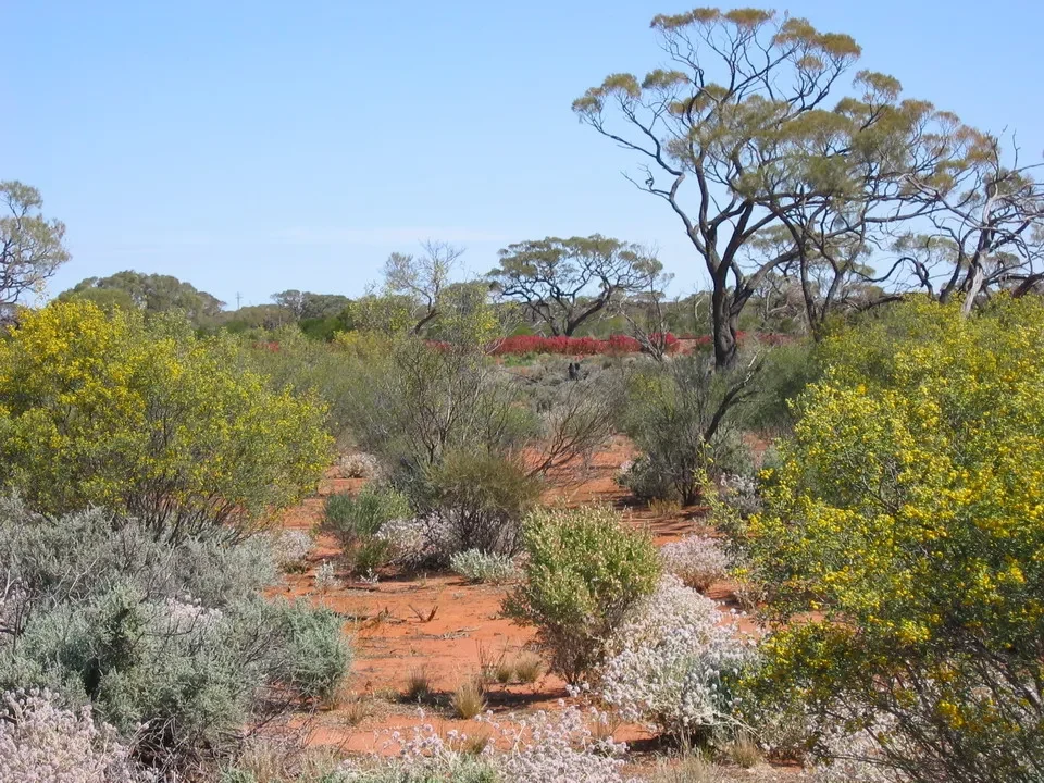 Paesaggio del deserto australiano con vegetazione secca e arbusti fioriti.