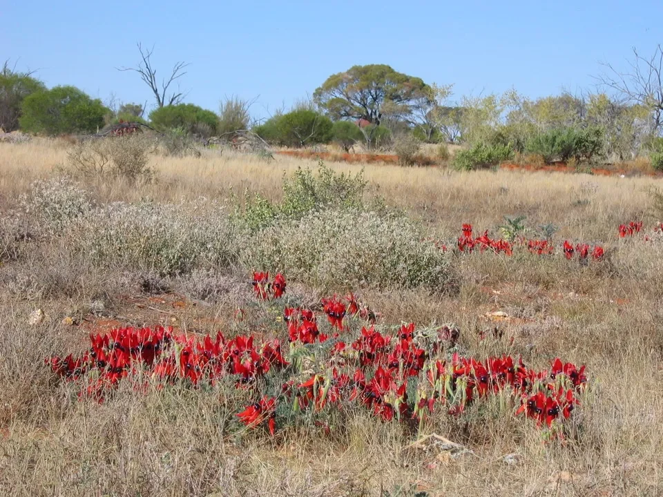 Fiori rossi crescono in un paesaggio arido australiano sotto il cielo azzurro.