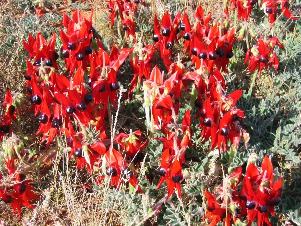 Fiori rossi e neri di una pianta nel deserto australiano.