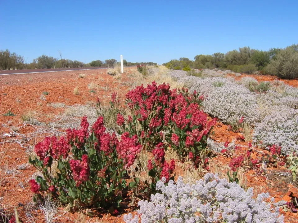 Vista di fiori rossi e viola su un paesaggio arido australiano.