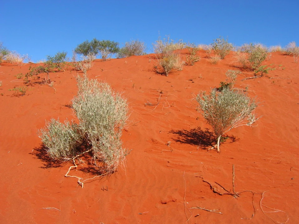 Vegetazione bassa e arbustiva cresce su un terreno sabbioso rosso sotto un cielo azzurro.