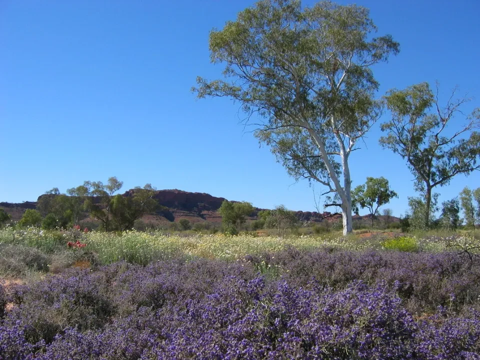 Paesaggio australiano fiorito con arbusti viola e alberi di eucalipto sotto il cielo azzurro.