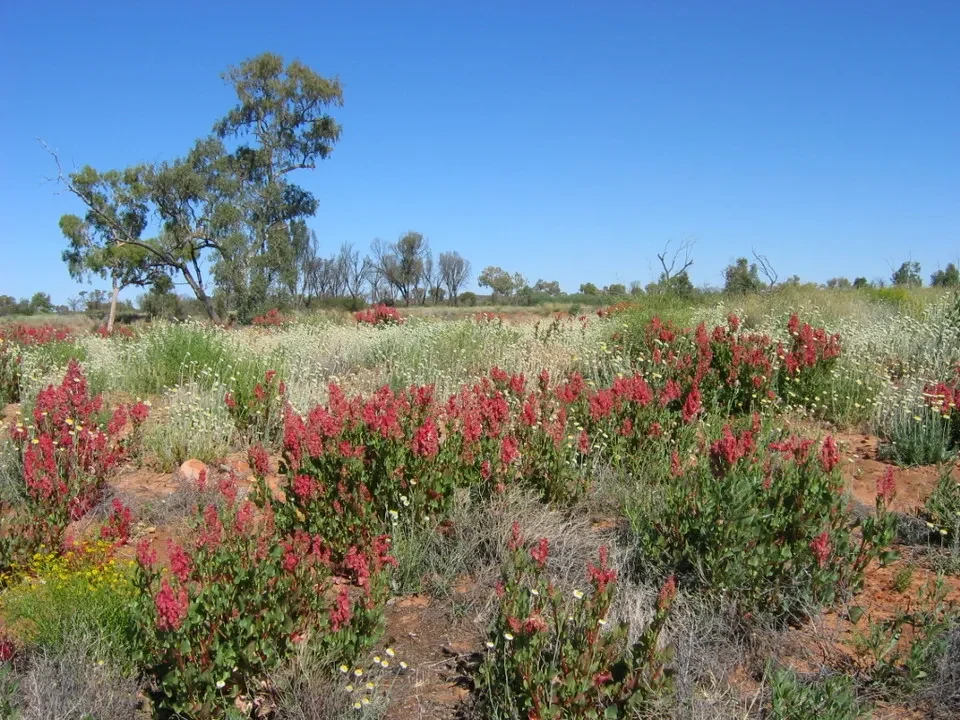 Arbusti fioriti di rosso crescono nel macchia secca australiana sotto un cielo azzurro.