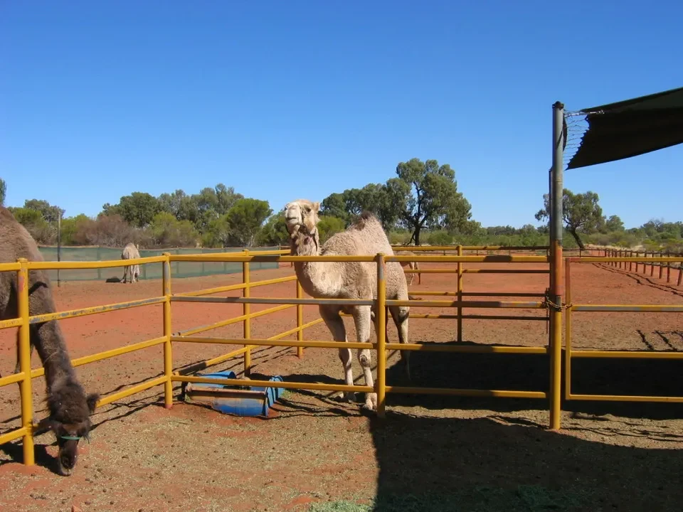 Cammelli in un recinto al sole in Australia.