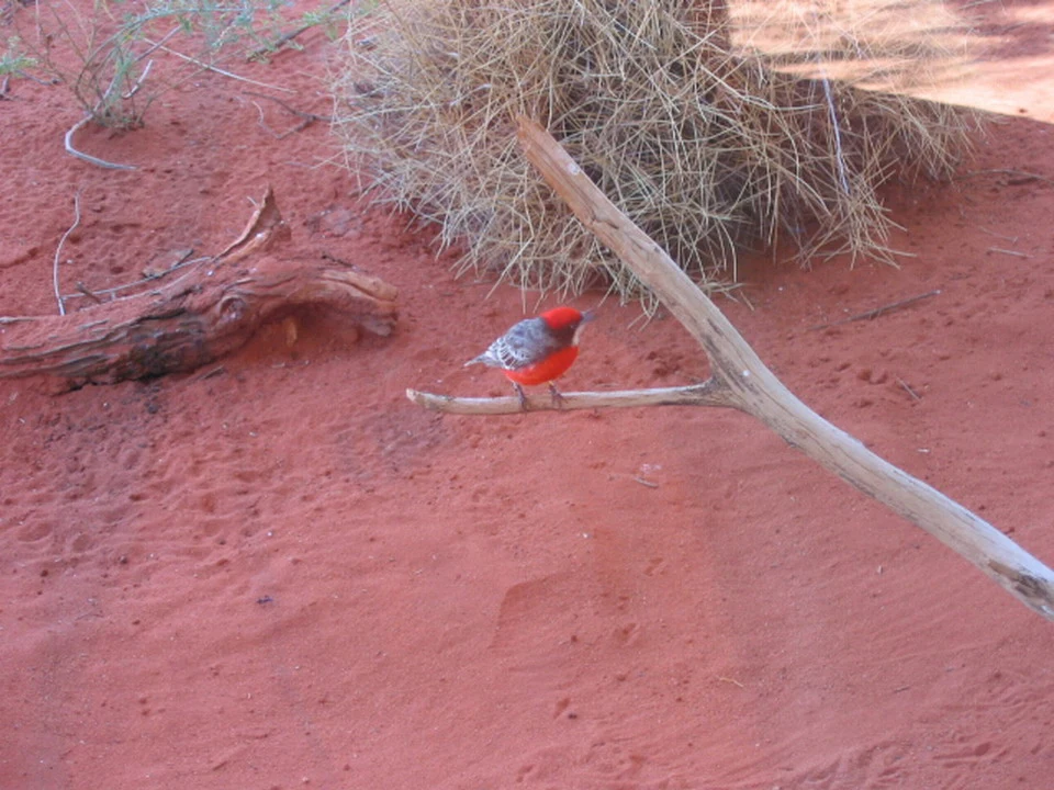 Un uccello rosso si posa su un ramo nel deserto australiano.