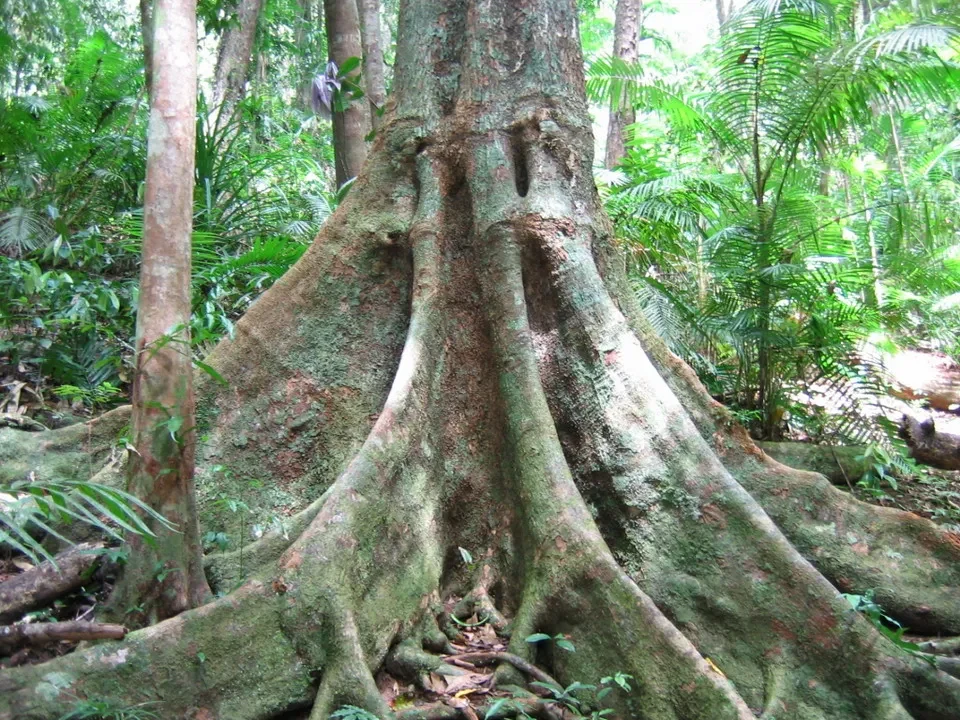 Radici imponenti di un albero coprono il terreno in una foresta lussureggiante australiana.