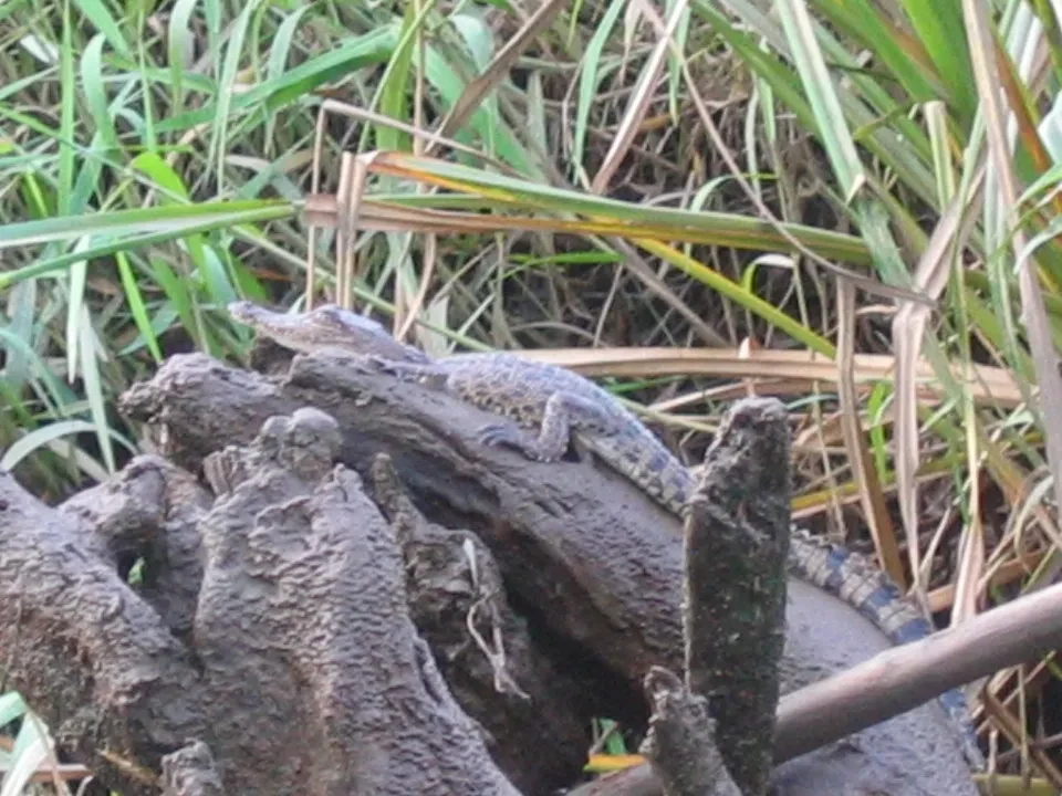 Un rettile si nasconde tra la vegetazione lungo un fiume in Australia.
