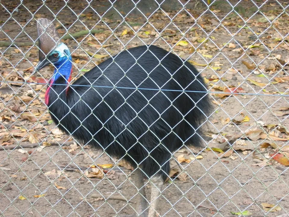 Un avvoltoio nero con dettagli colorati è visibile dietro una recinzione a maglie.