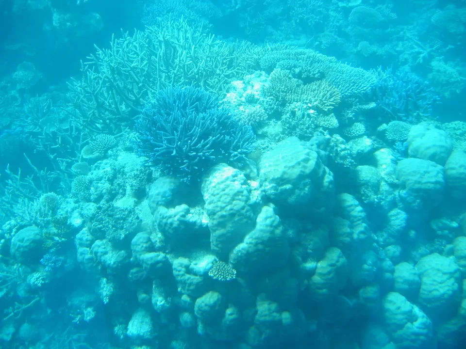 Rive di una ricca e vibrante barriera corallina sottomarina.