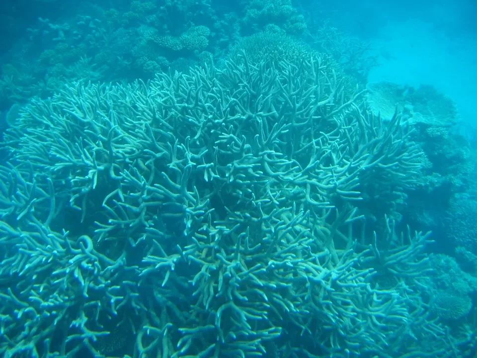 Una vista sottomarina vibrante di una fitta barriera corallina.