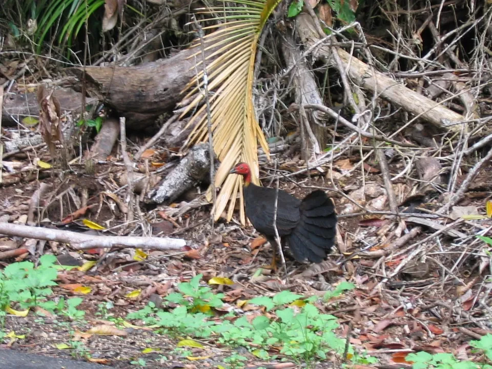 Un gallo australiano si trova tra la vegetazione secca e le foglie cadute.