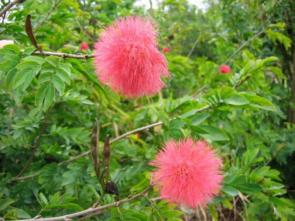 Fiori di rosa brillante in un ambiente verde e frondoso.