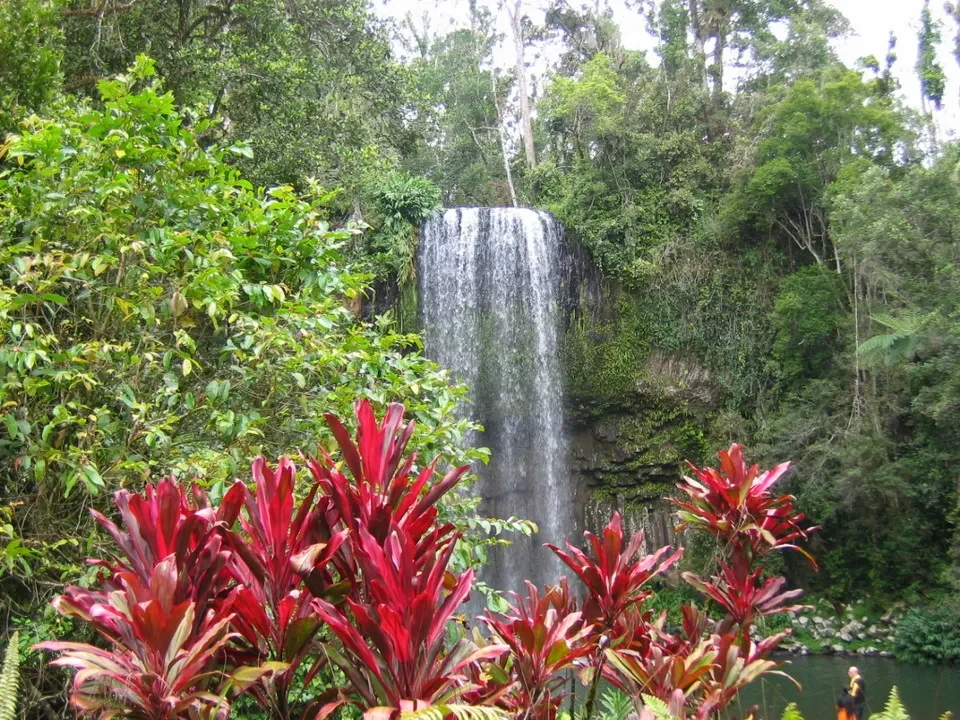 Una cascata naturale scorre tra la vegetazione lussureggiante in Australia.