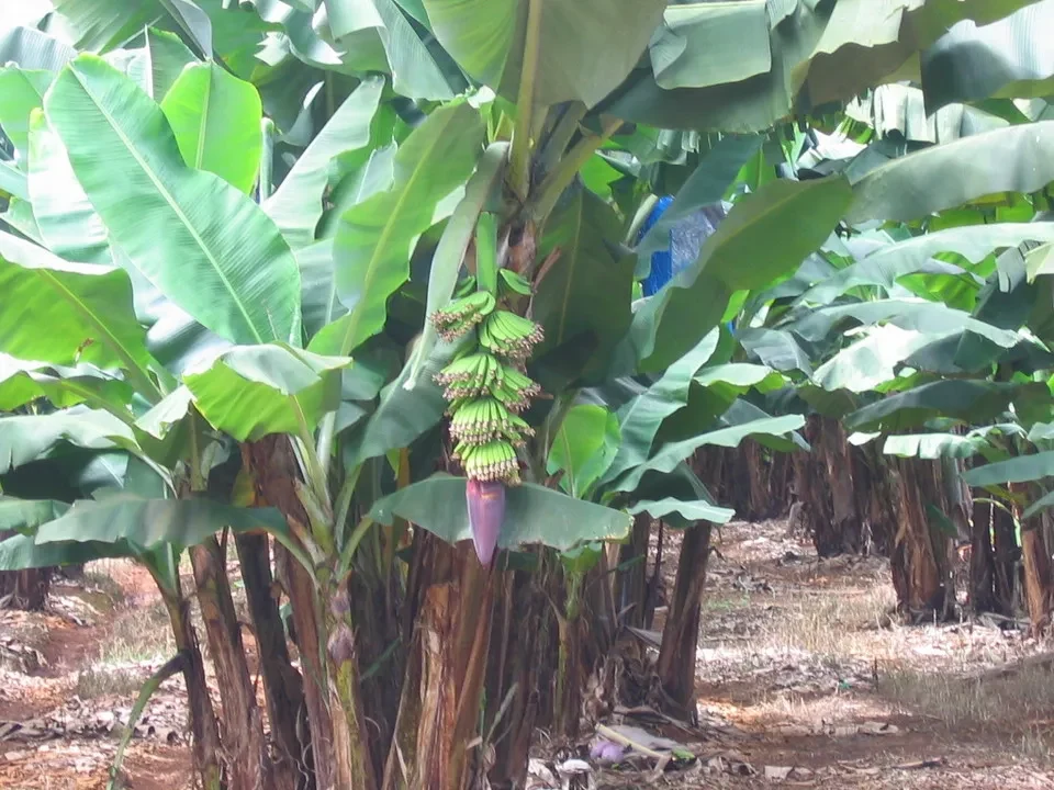 Banani in coltivazione in una piantagione.