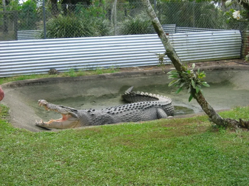 Un coccodrillo riposa in una piscina all'aperto con una recinzione metallica.