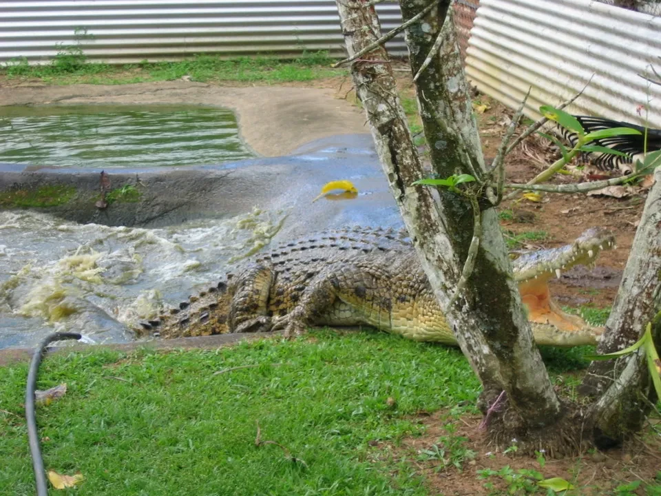 Un coccodrillo riposa vicino a un corso d'acqua in una fattoria australiana.