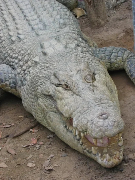 Un grande coccodrillo è sdraiato sul terreno in un recinto.
