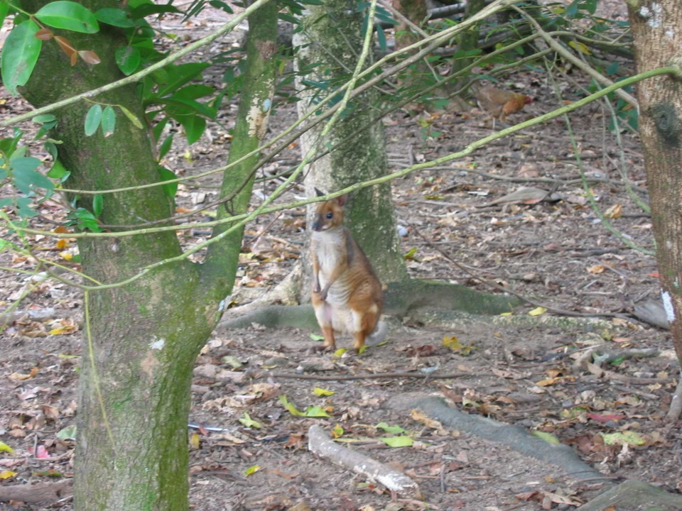 Un wallaby si china in preghiera tra gli alberi e il terreno sterrato.