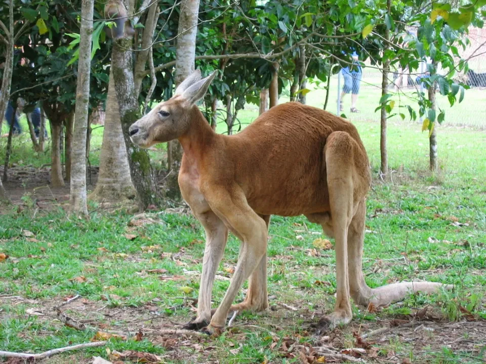 Un canguro rosso si nutre nell'erba tra gli alberi.