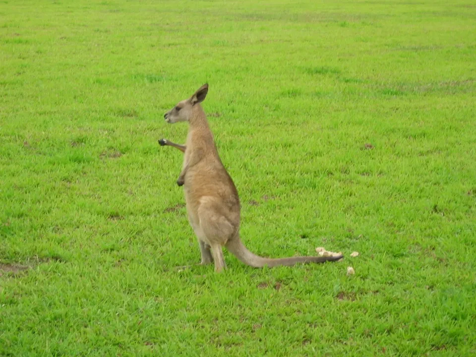 Un canguro si muove attraverso un prato verde in Australia.