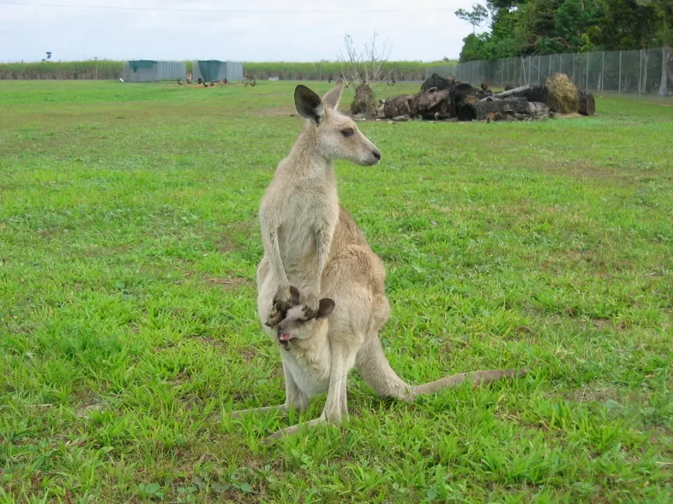 Un canguro si nutre dell'erba in un pascolo australiano.