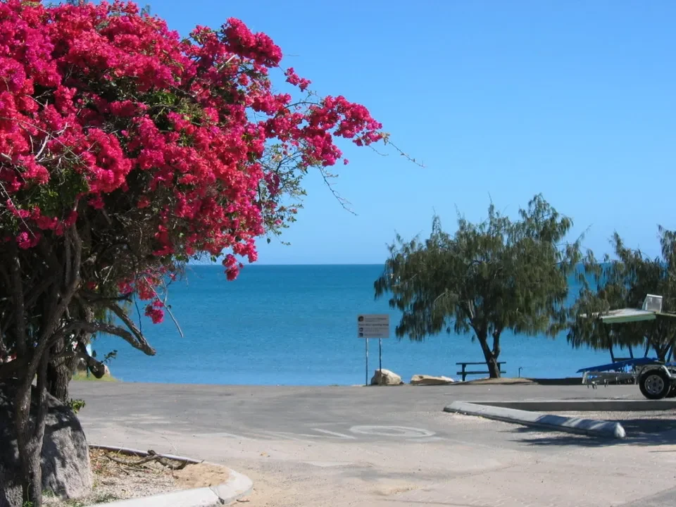 Albero di fiori rosa vibranti fronte al mare in Australia.
