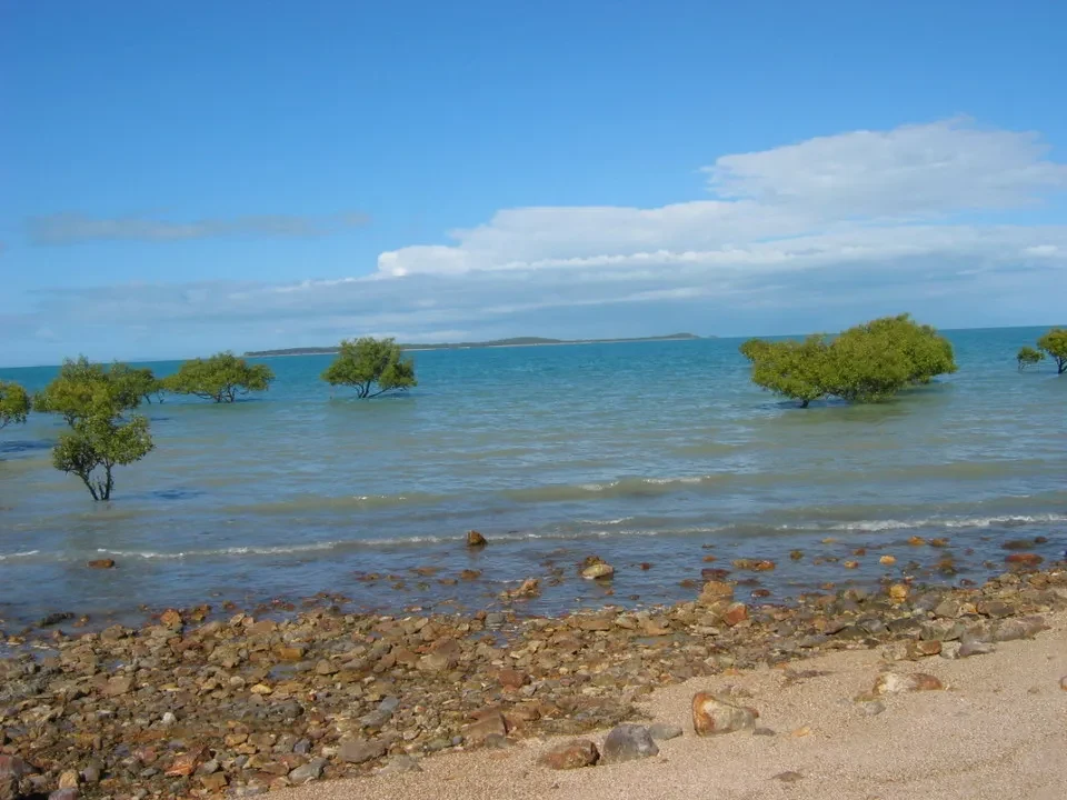 Alberi isolati crescono nell'acqua di un mare calmo davanti a una costa sassosa.