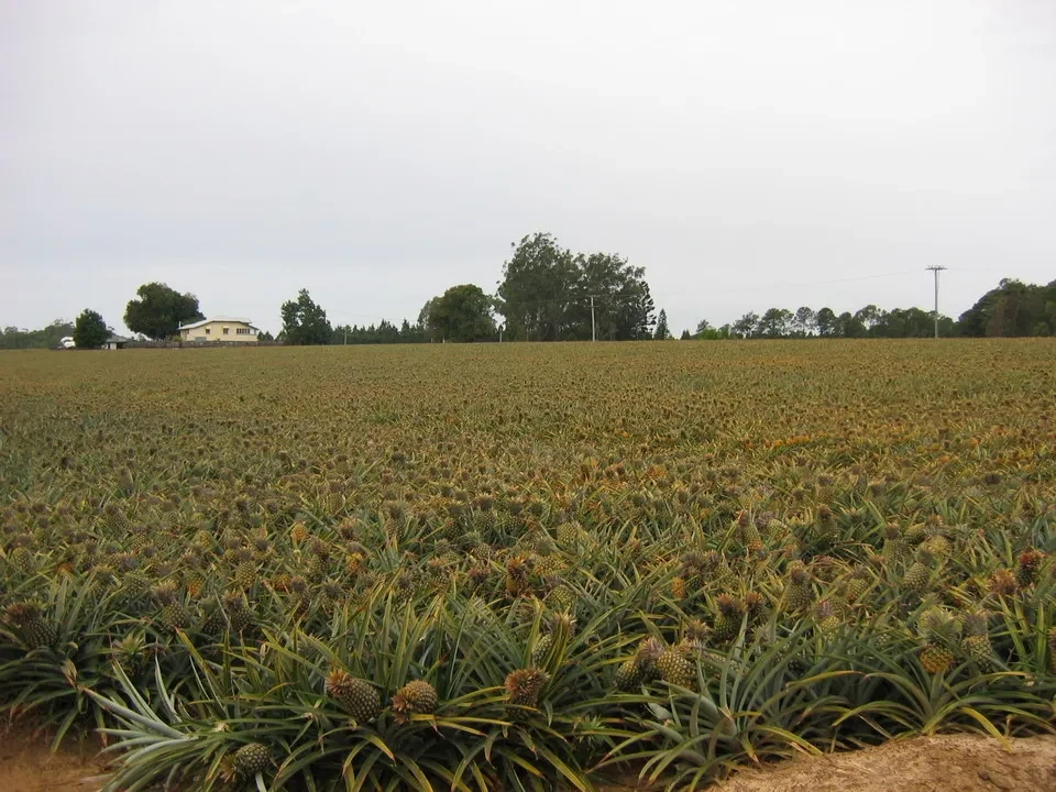 Campo di ananas in una fattoria in Australia.
