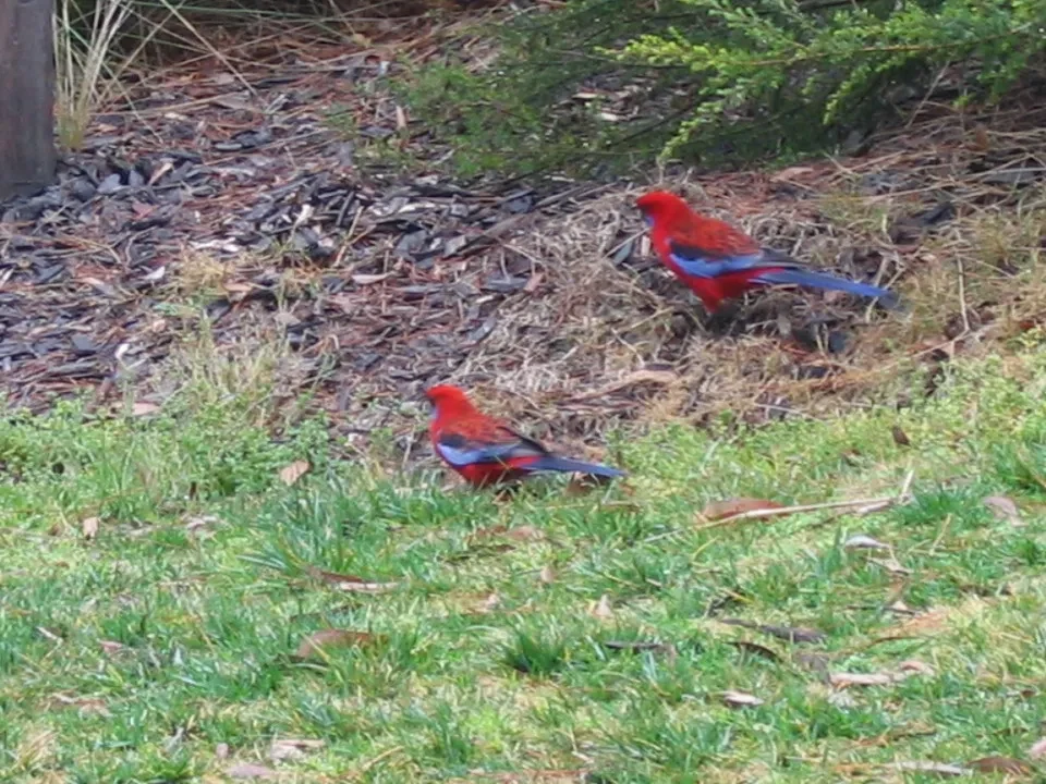Due uccelli rossi sono visibili su un prato verde in Australia.