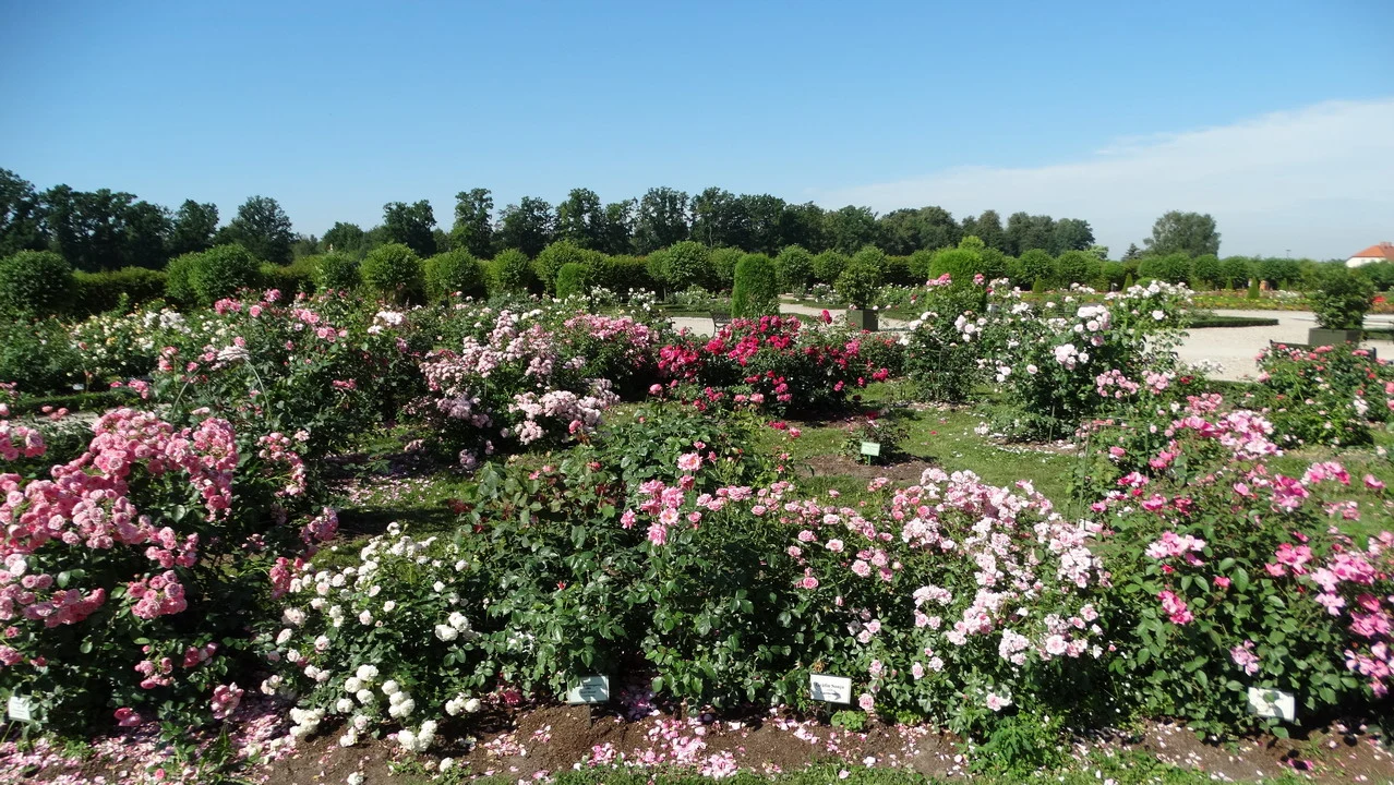 Giardino fiorito con fiori rosa e bianchi sotto un cielo azzurro in una giornata di sole.
