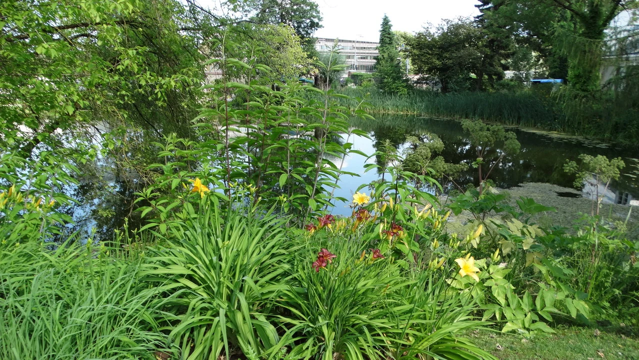 Giardino botanico con vegetazione lussureggiante e acqua in primo piano.